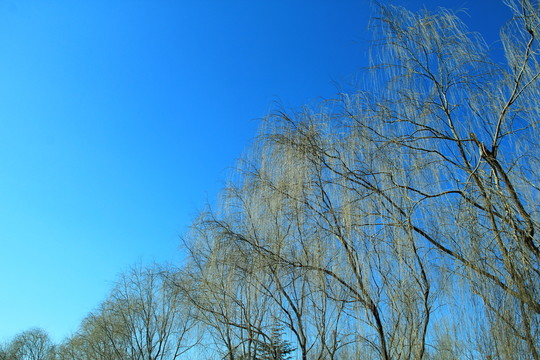 樹林