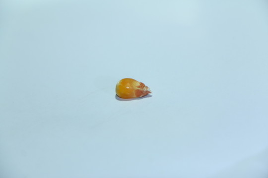 玉米粒