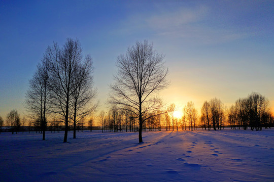 雪原樹林夕照