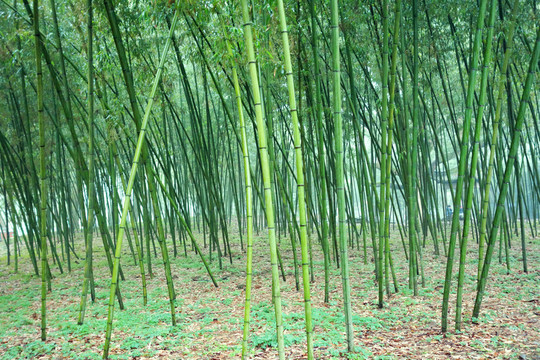 竹林