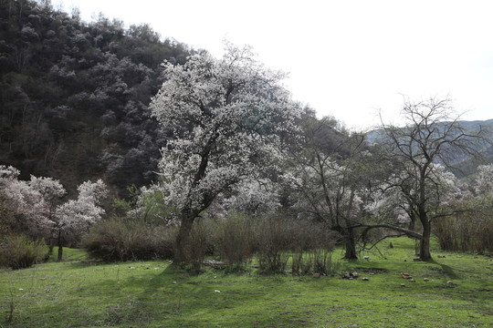 杏花溝美景
