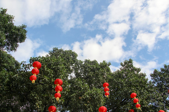 榕樹