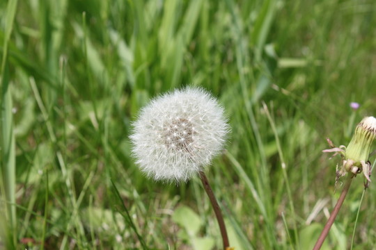 蒲公英 婆婆丁
