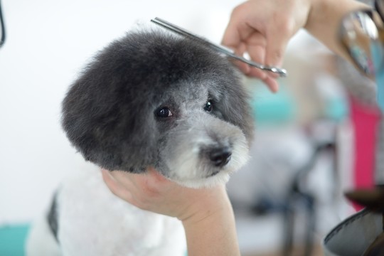 寵物美容