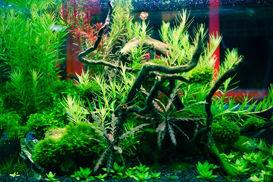 金魚缸背景 水族箱造景