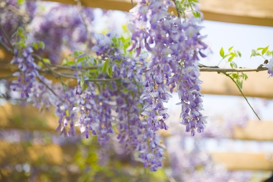 紫藤花架