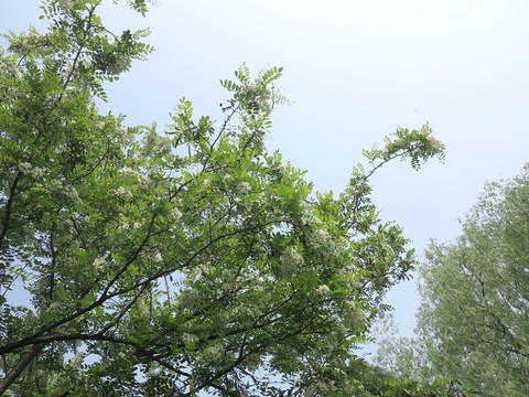 槐樹開花