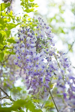 園林綠化 紫藤花