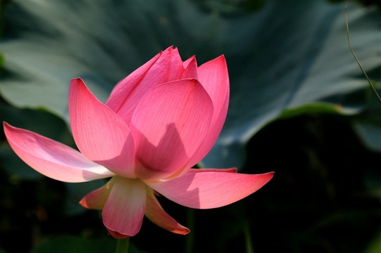 荷