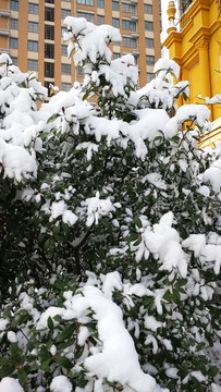 瑞雪兆豐年
