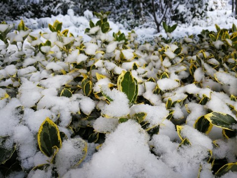 瑞雪兆豐年