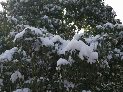 瑞雪兆豐年