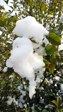 瑞雪兆豐年