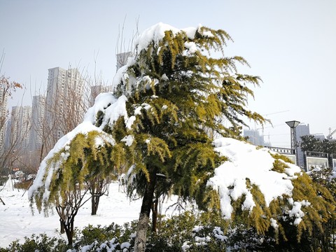 美麗的雪景