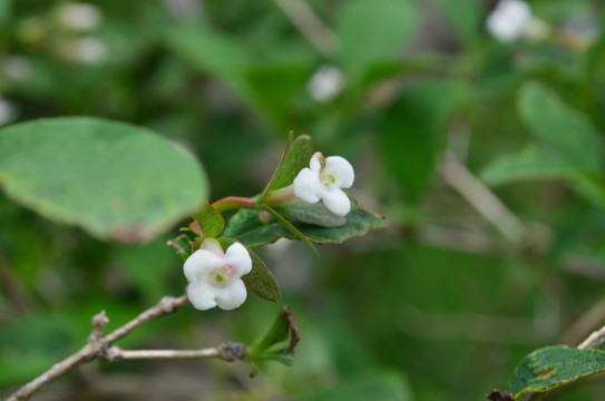 小白花
