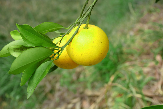 橙子