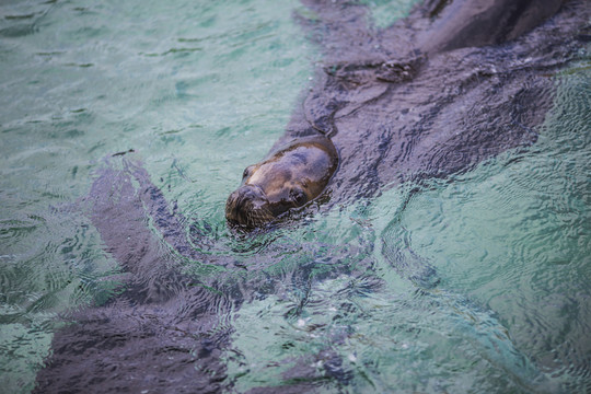海獅