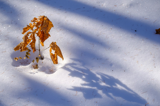 冬雪