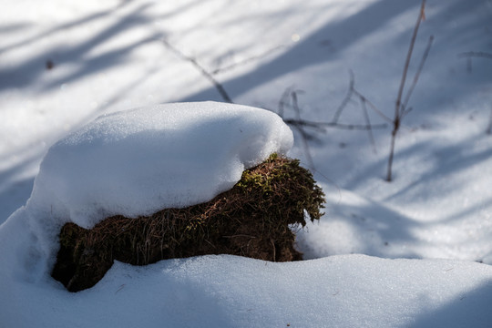 冬雪