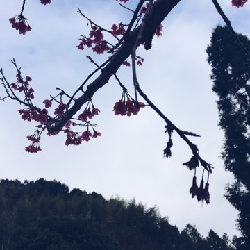 櫻花