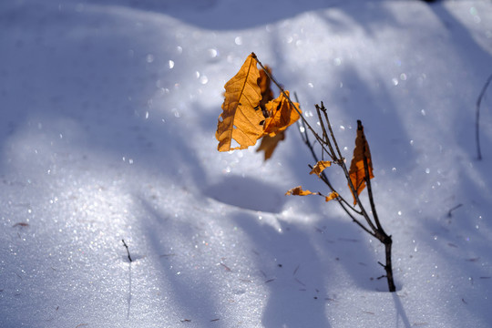 冬雪
