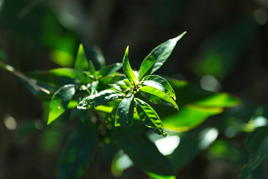 樹葉 葉子 樹林