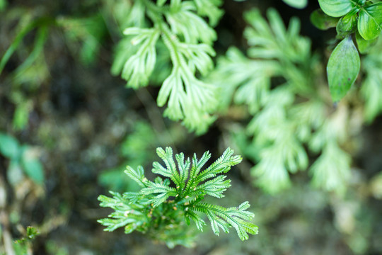 蕨類 植物 樹(shù)林 草叢 小草