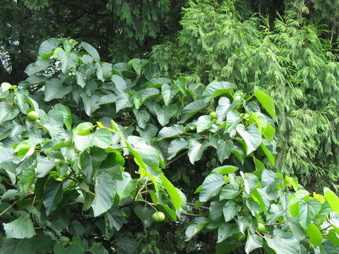 油桐樹