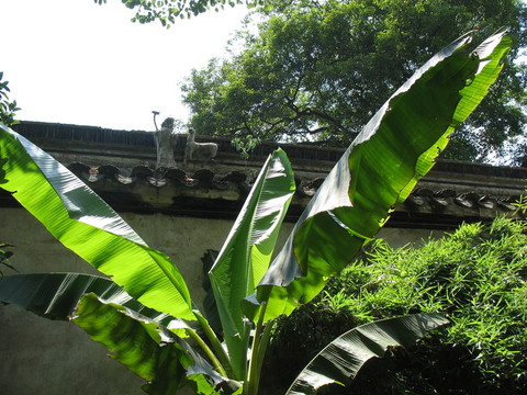 芭蕉葉