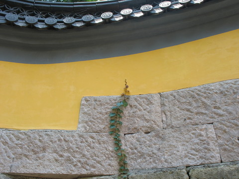 黃墻與爬山虎