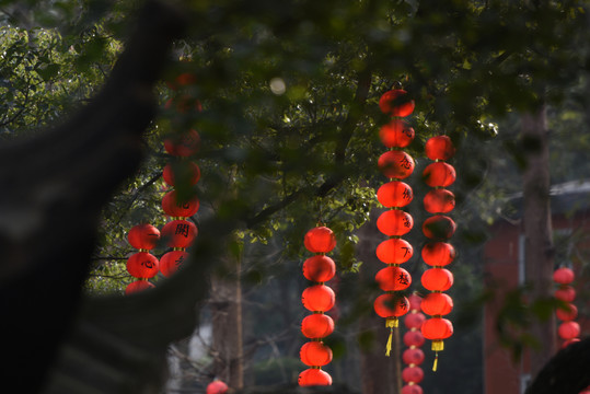 紅燈籠