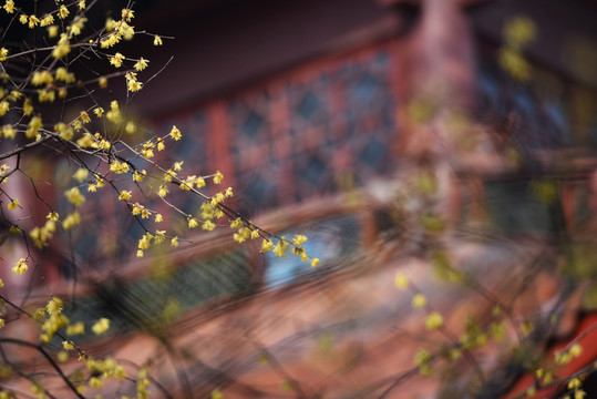 寺中臘梅