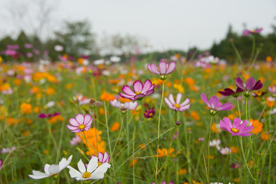 格桑花