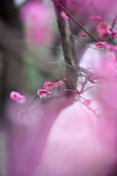 梅花 紅梅