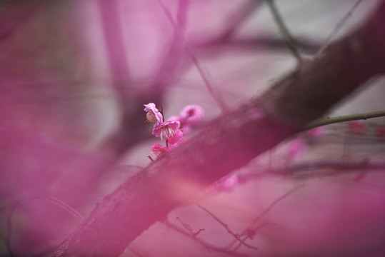 紅梅