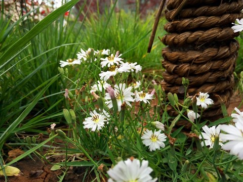 白色小花