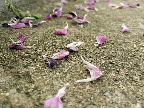落花