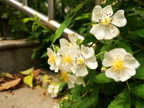 花卉  園藝