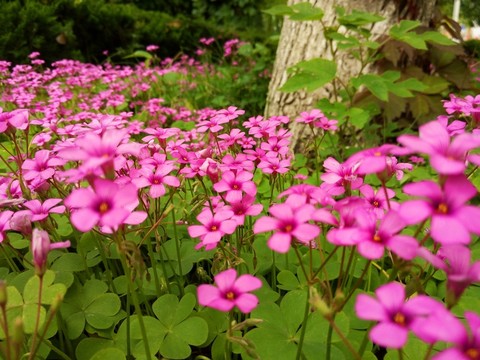 花海