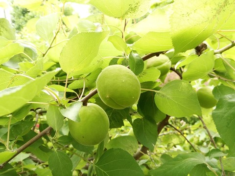 果園 果實
