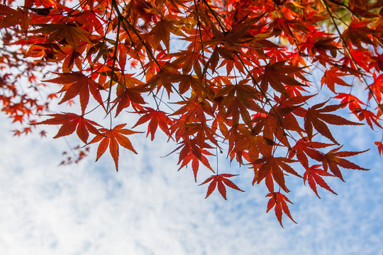 楓葉 紅楓 藍(lán)天 槭楓