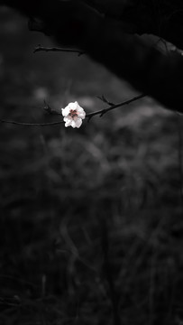 桃花梢頭