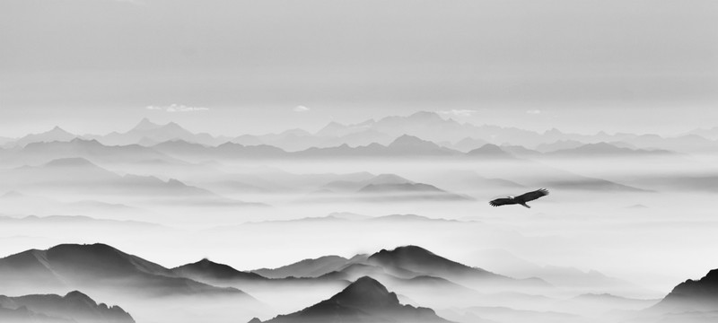 高山飛鷹