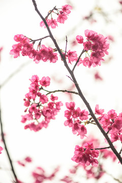 櫻花豎幅
