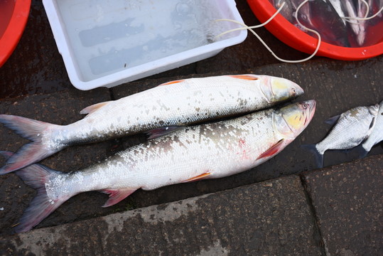 魚