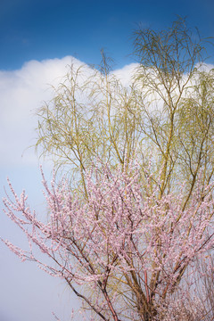 藍(lán)天白云桃花