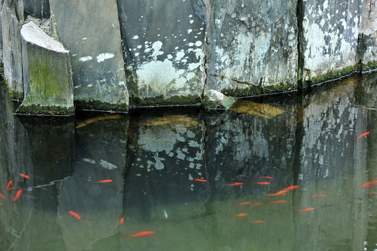 魚塘 魚池