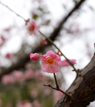 梅花