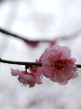 梅花