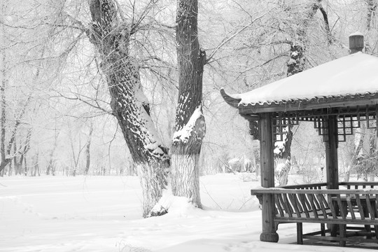 雪韻
